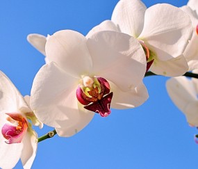 凉山州正规助孕捐卵机构，附正规捐卵机构报名表！